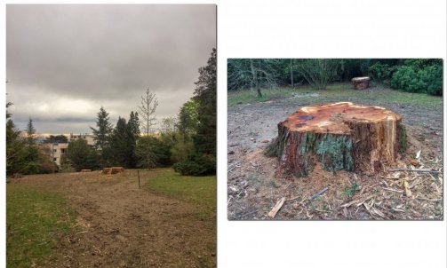 Abattage d'un Séquoia / Photo 4