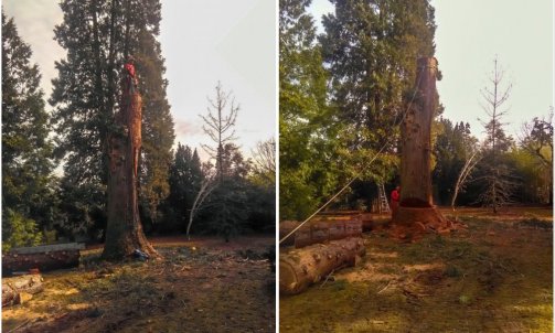 Abattage d'un Séquoia / Photo 3