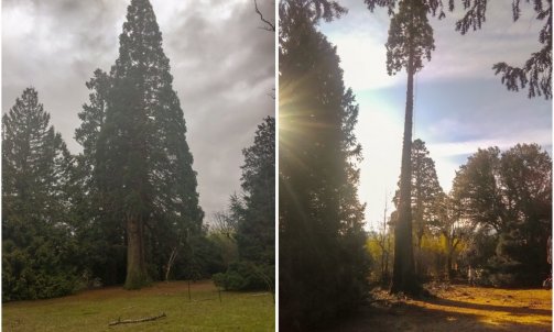 Abattage d'un Séquoia / Photo 1